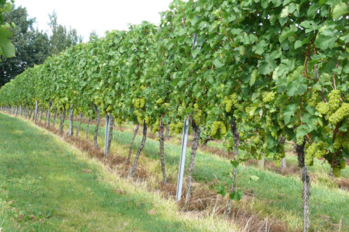 Foto 5 von Weingut Pesterwitz GbR