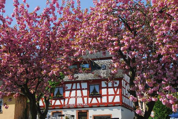 Foto 1 von Weingut Peter Barzen