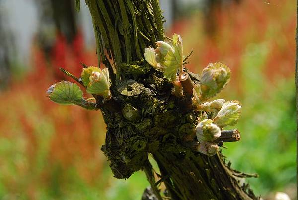 Foto 6 von Weingut Peter Barzen