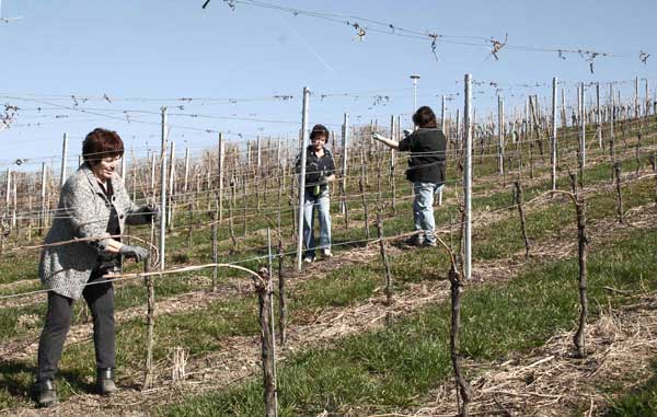 Foto 2 von Weingut Peter Krause