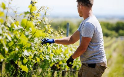 Foto 5 von Weingut Peter Stolleis