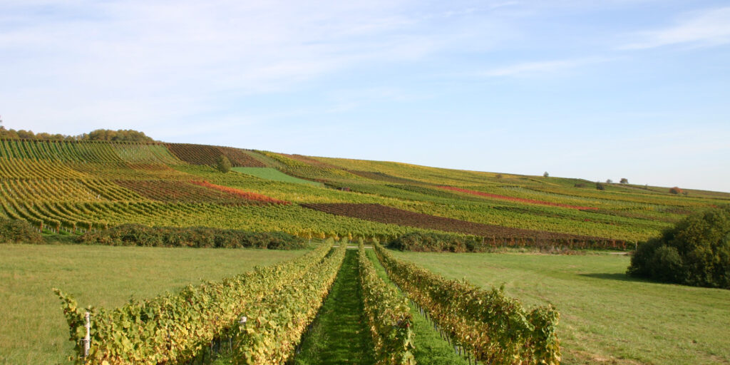 Foto 5 von Weingut Pfaffmann GbR