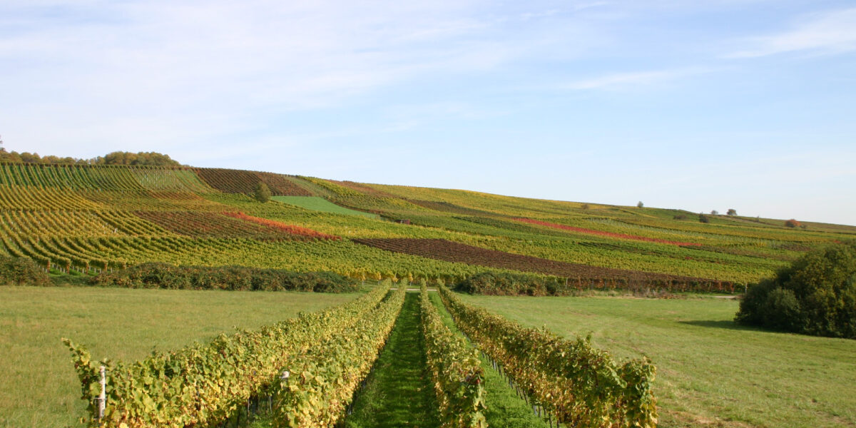 Foto 2 von Weingut Pfaffmann GbR
