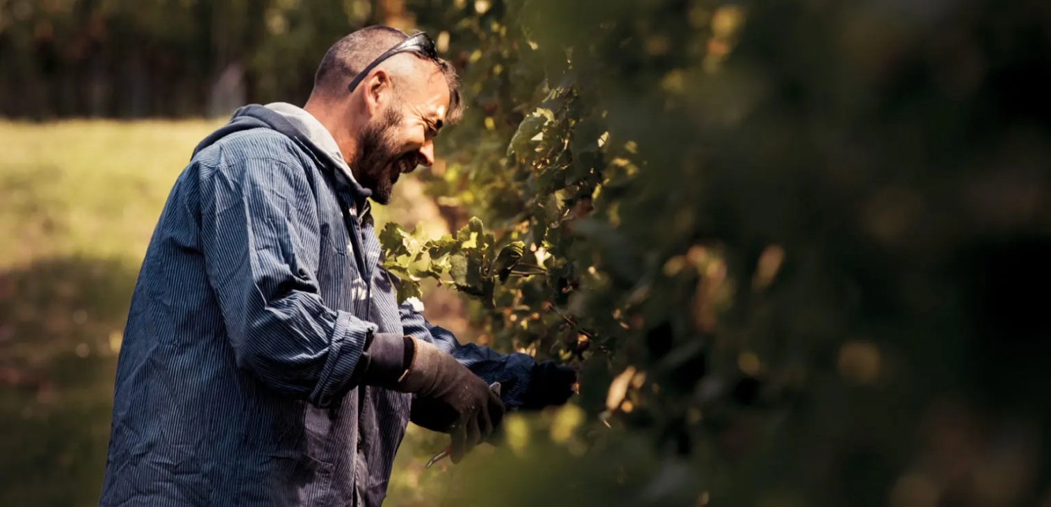 Foto 5 von Weingut Pfaffmann