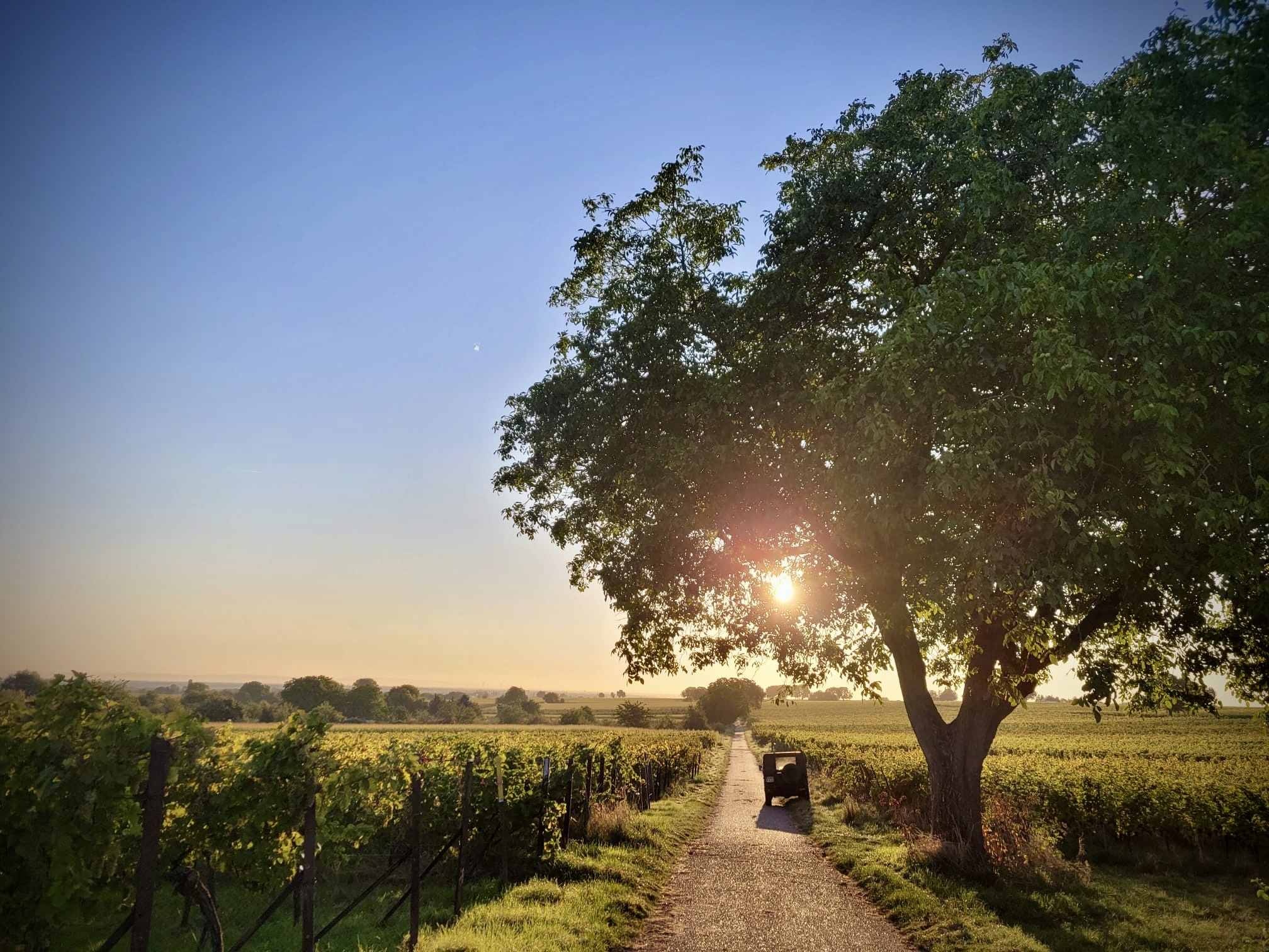 Foto 1 von Weingut Pfaffmann