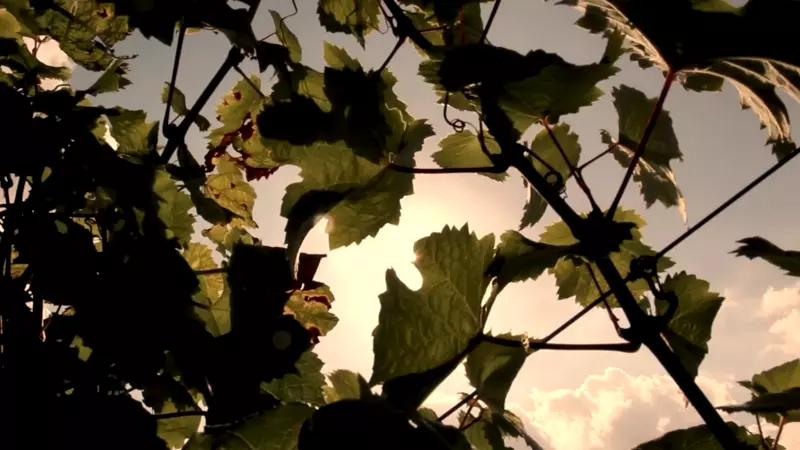 Weingut Phillipps-Eckstein