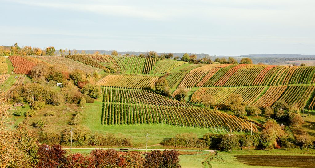 Weingut Plag