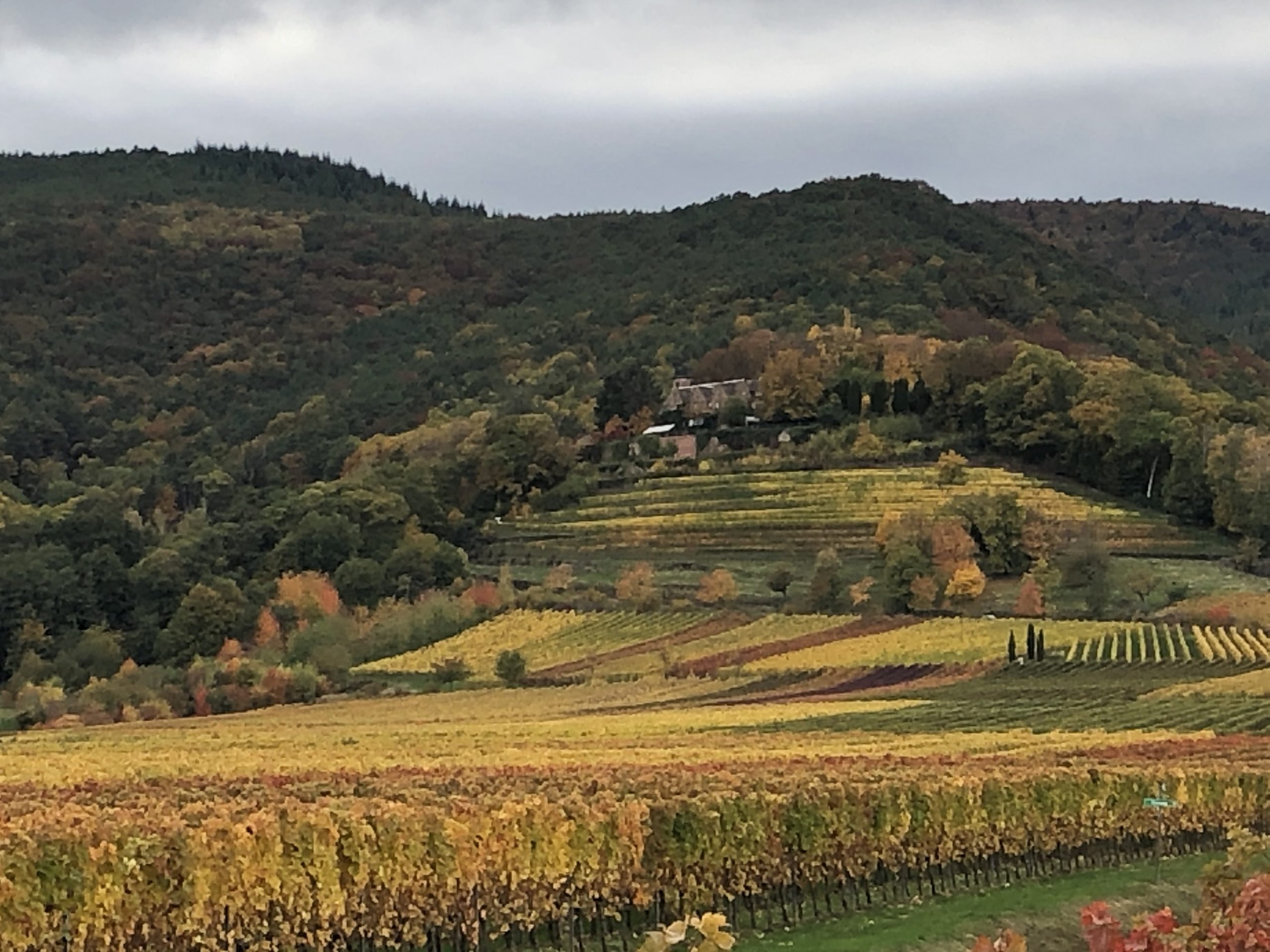 Weingut Platz