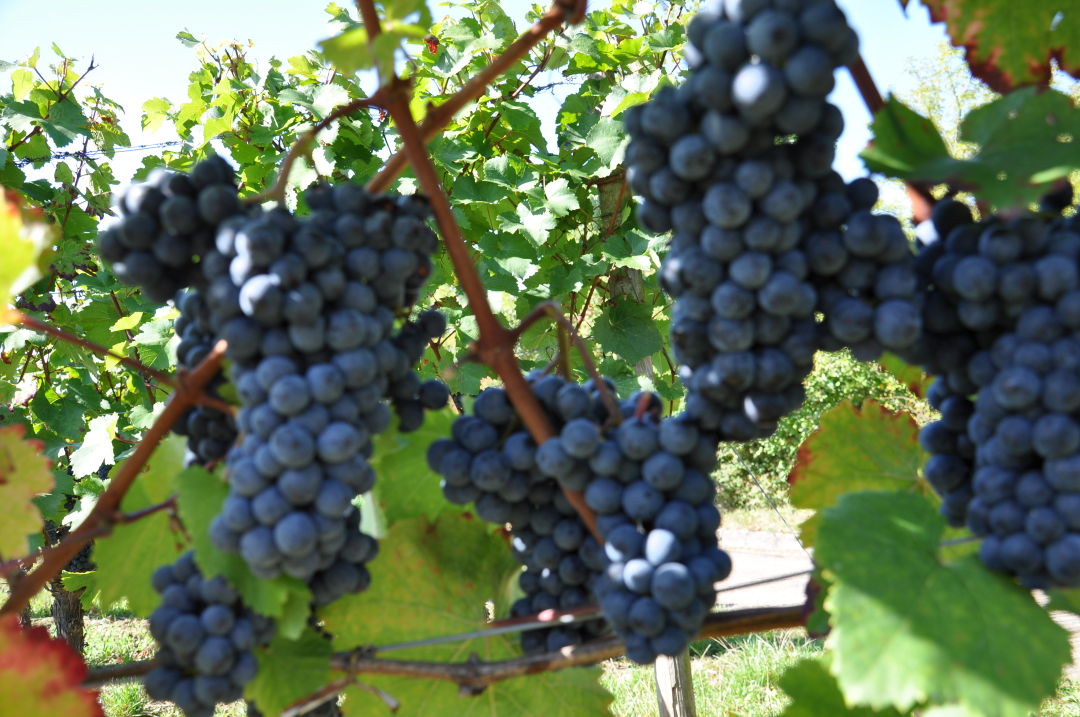 Foto 4 von Weingut Poth