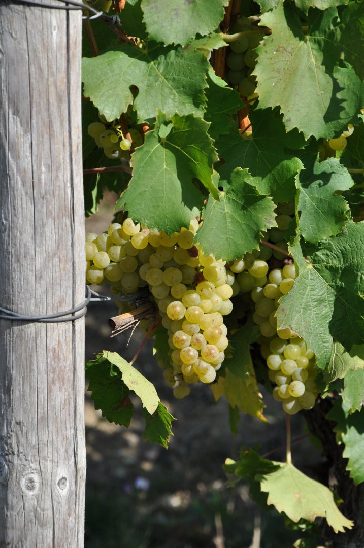 Foto 2 von Weingut Poth
