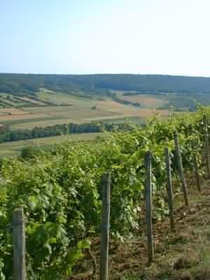 Foto 3 von Weingut Poth