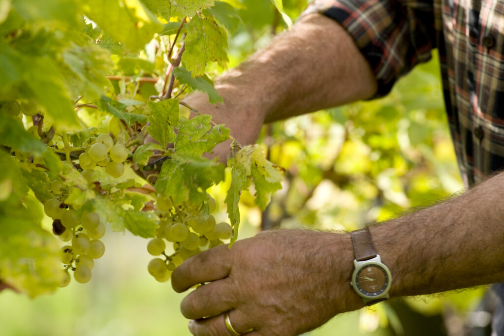Photo 3 of Weingut-Privatkellerei Behringer