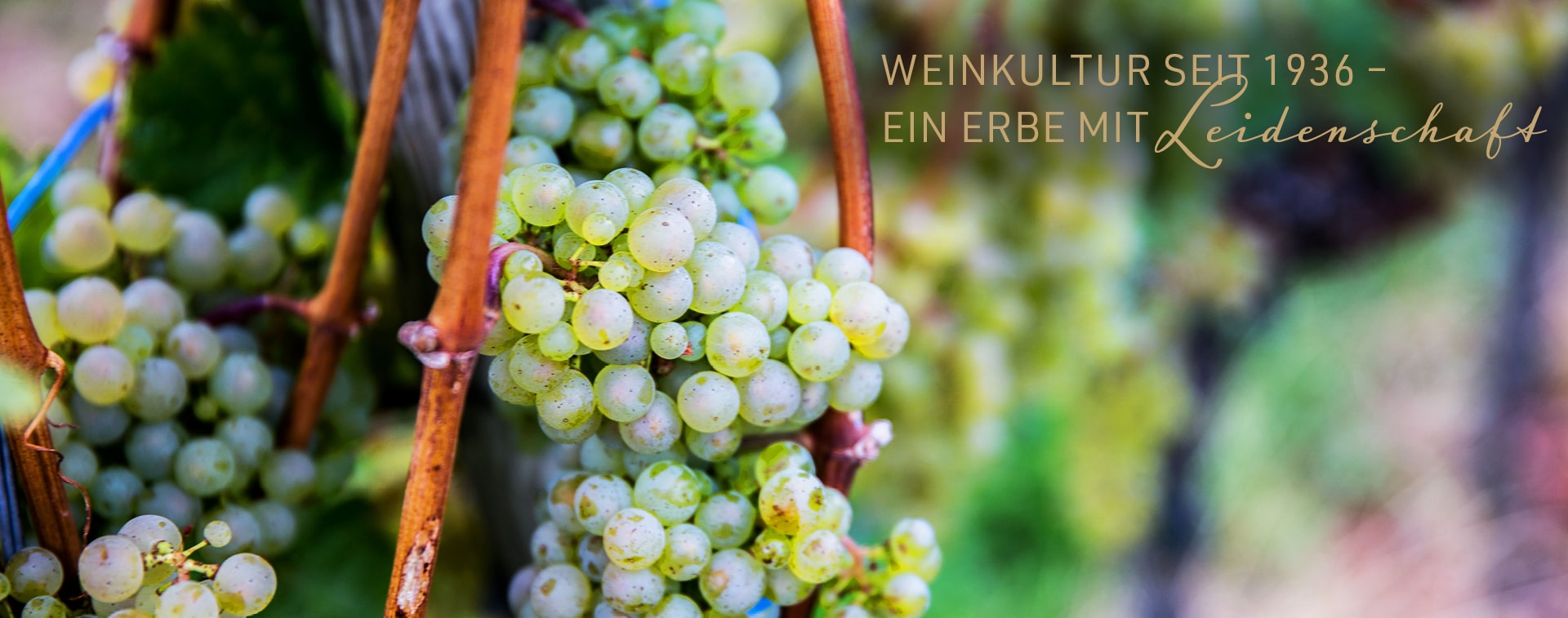 Foto 14 von Weingut- & Privatkellerei Bimmerle KG