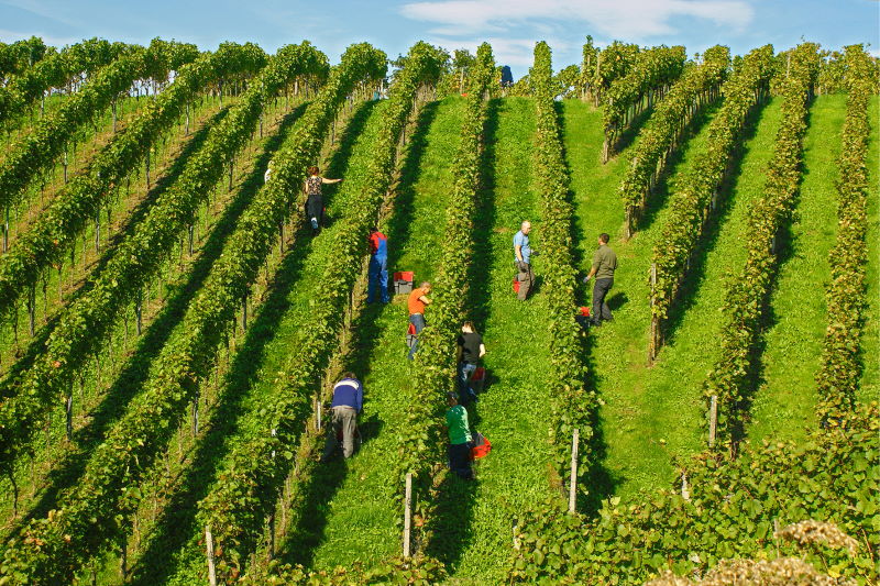 Foto 4 von Weingut- & Privatkellerei Bimmerle KG