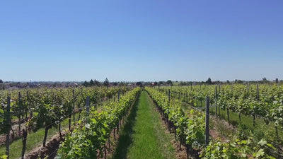 Weingut Provis Anselmann