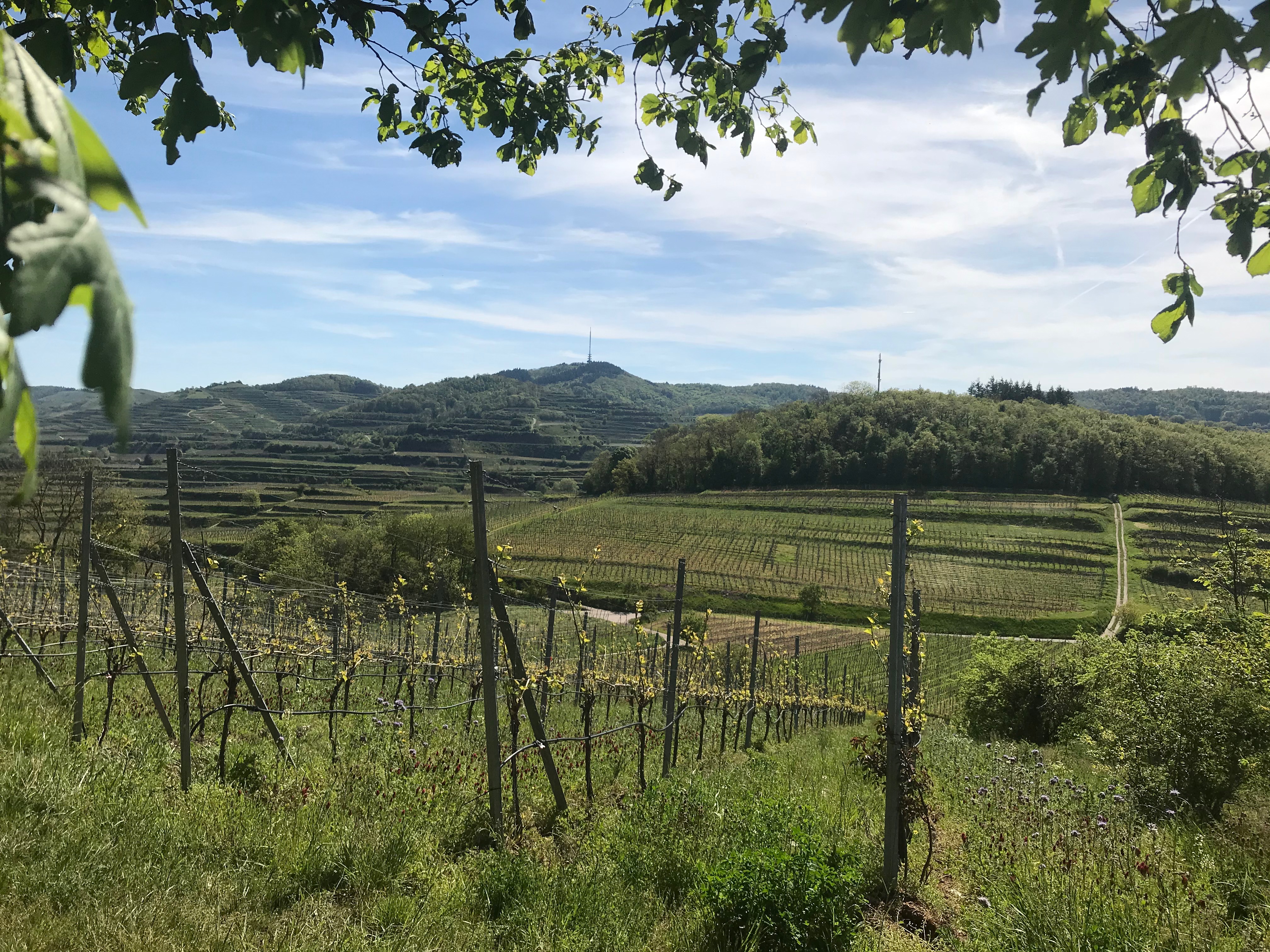 Foto 3 von Weingut Rabenhof