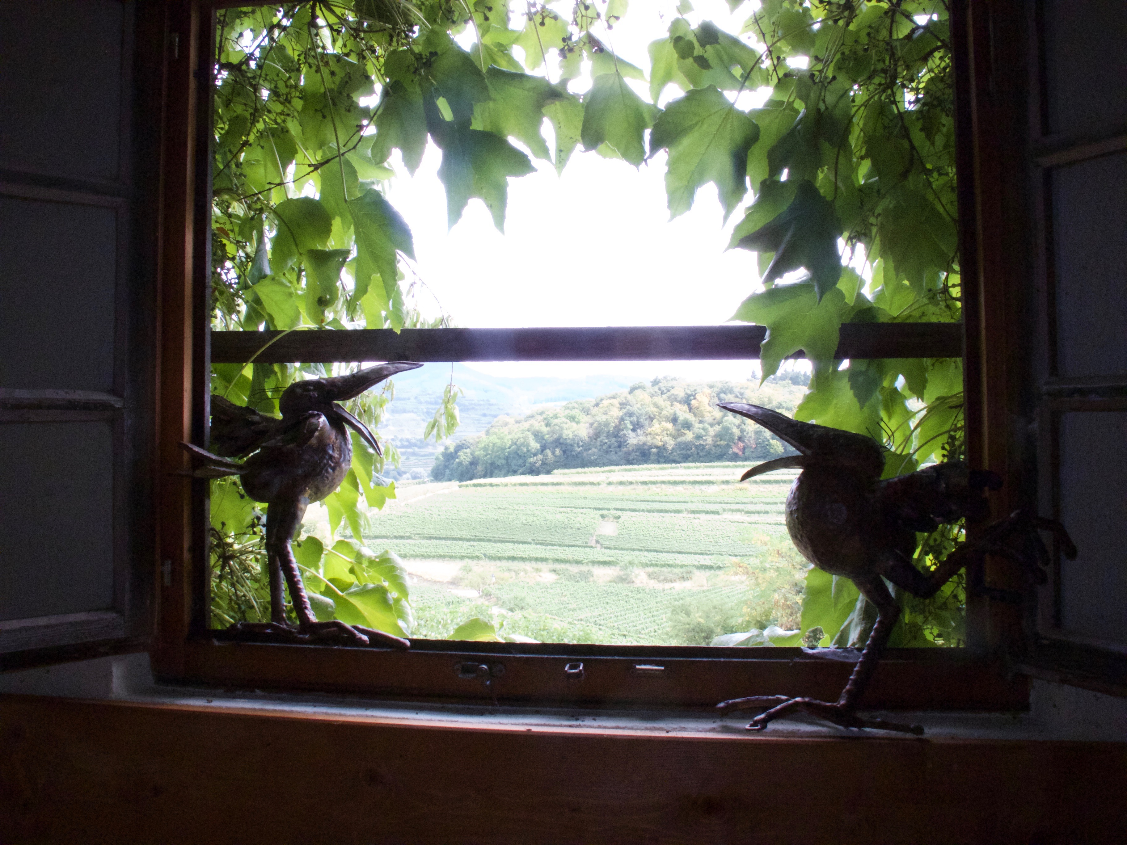 Foto 2 von Weingut Rabenhof