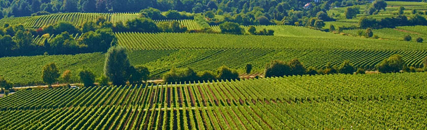 Foto 2 von Weingut Raßkopf-Hofmann