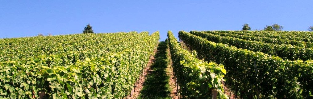 Foto 2 von Weingut Rebenhof