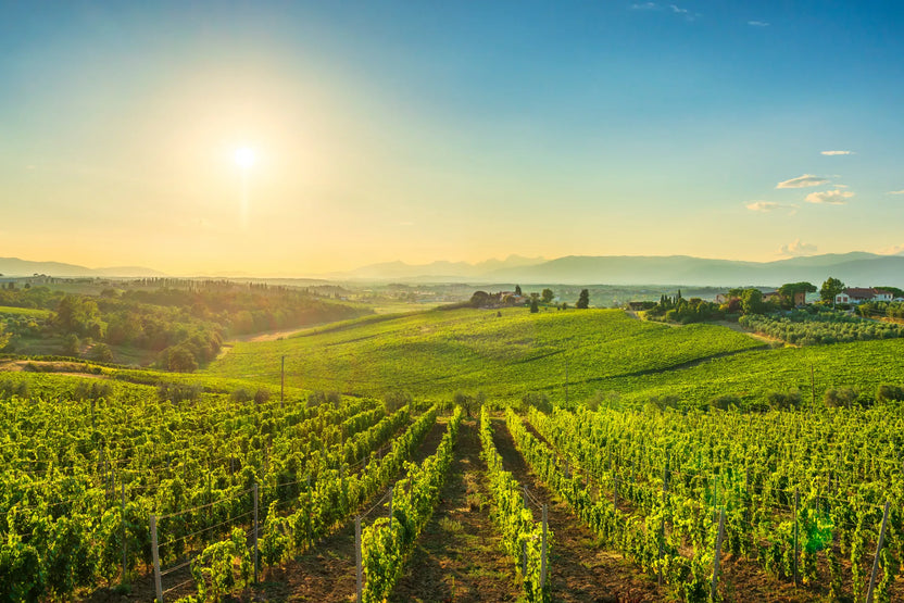 Foto 2 von Weingut Reichsgraf von Plettenberg