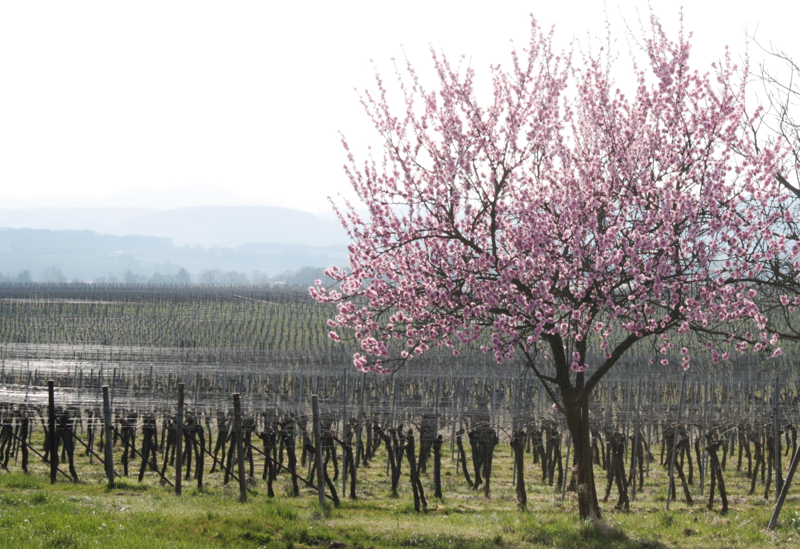 Privat-Weingut Gerhard Hoffmann