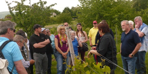 Foto 2 von Privat-Weingut Gerhard Hoffmann