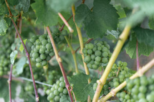 Foto 7 von Weingut Reichsrat von Buhl GmbH
