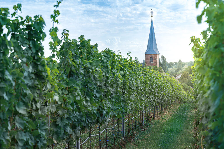 Foto 4 von Weingut Reichsrat von Buhl GmbH