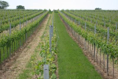 Foto 7 von Weingut Reinhard Momm