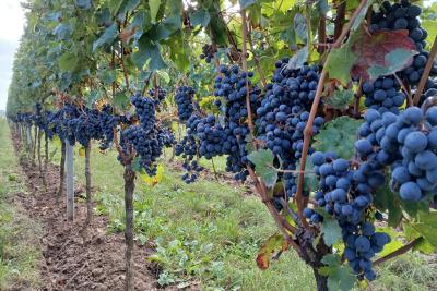Foto 5 von Weingut Reinhard Momm