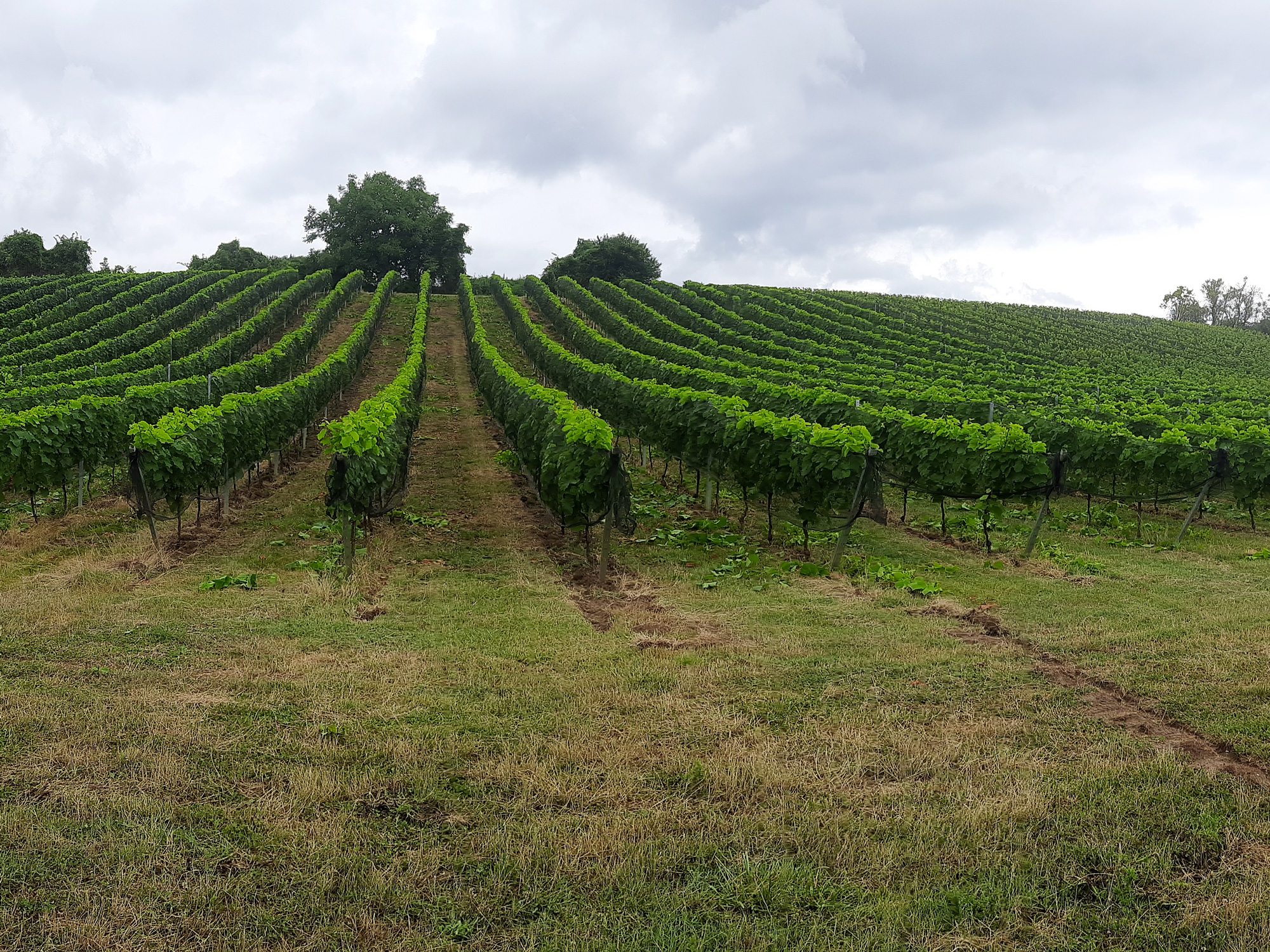 Foto 2 von Weingut Reinhard Momm