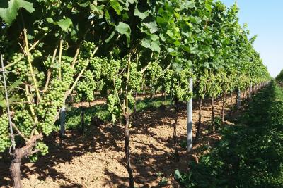 Foto 6 von Weingut Reinhard Momm