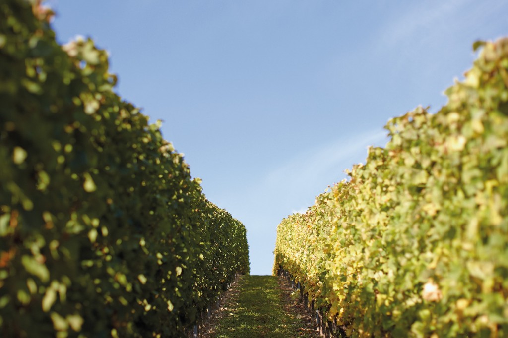 Foto 1 von Weingut Reßler