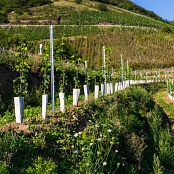 Foto 3 von Qualitäts-Weingut Jakob Müller