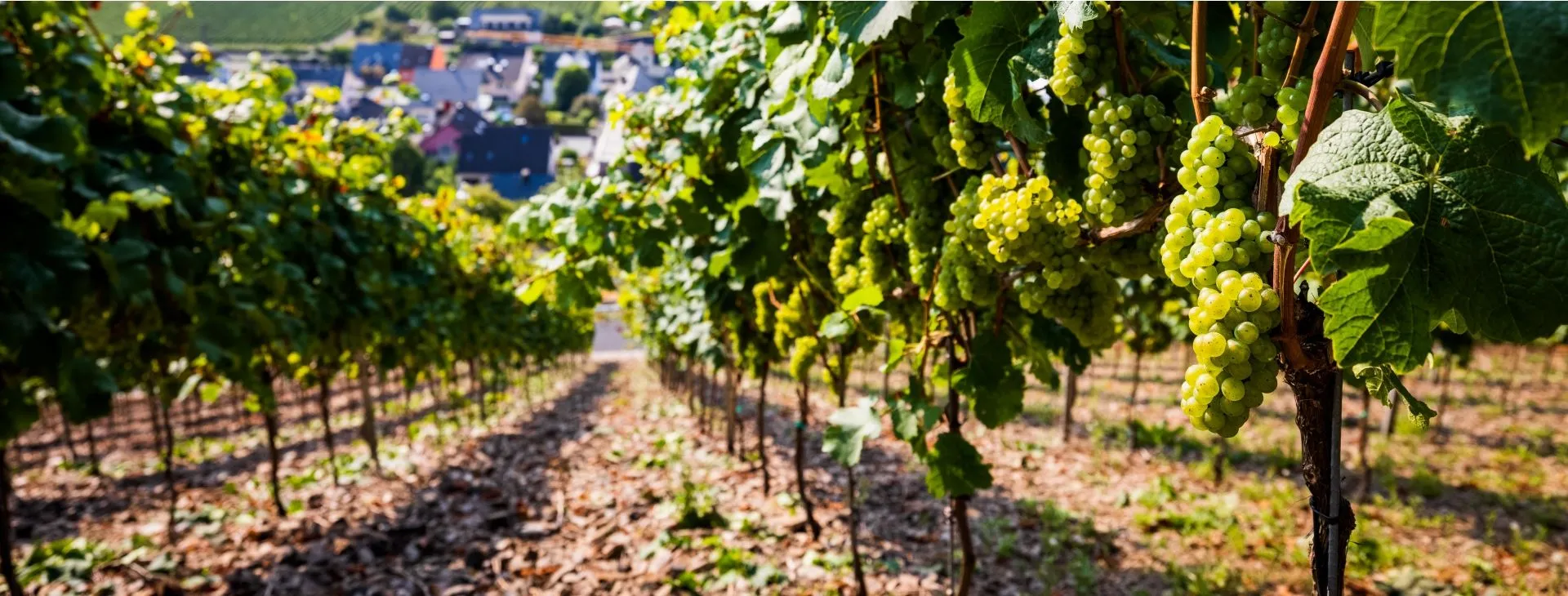 Foto 1 von Qualitäts-Weingut Jakob Müller