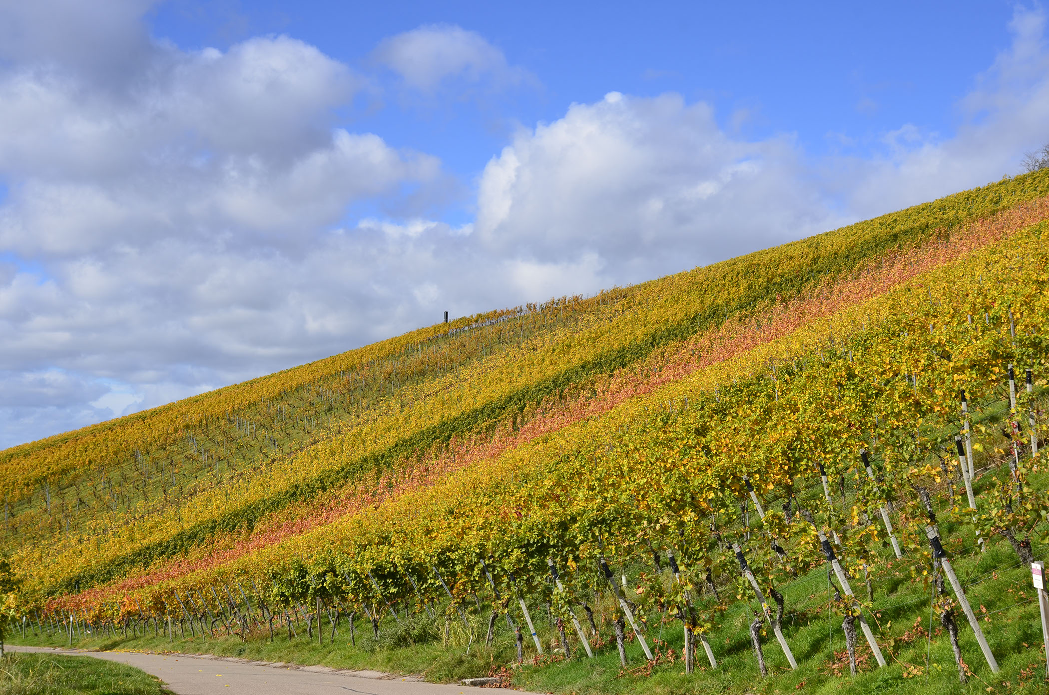 Foto 3 von Weingut Rienth