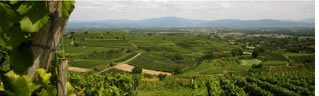 Foto 1 von Weingut Rinklin