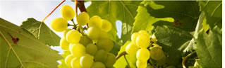 Foto 2 von Weingut Rinklin