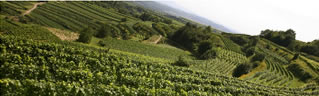 Foto 6 von Weingut Rinklin