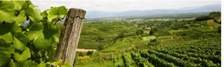 Foto 4 von Weingut Rinklin