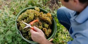 Foto 3 von Weingut Ritter