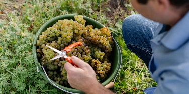 Foto 1 von Weingut Ritter