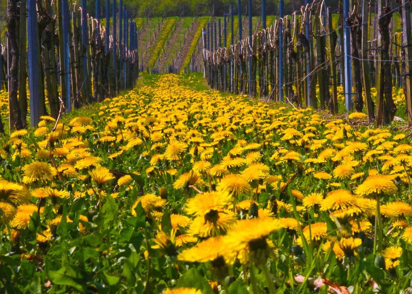 Weingut Rösch-Spies