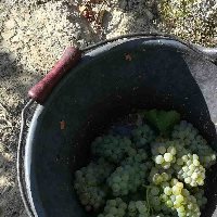Foto 5 von Weingut Rösch-Spies
