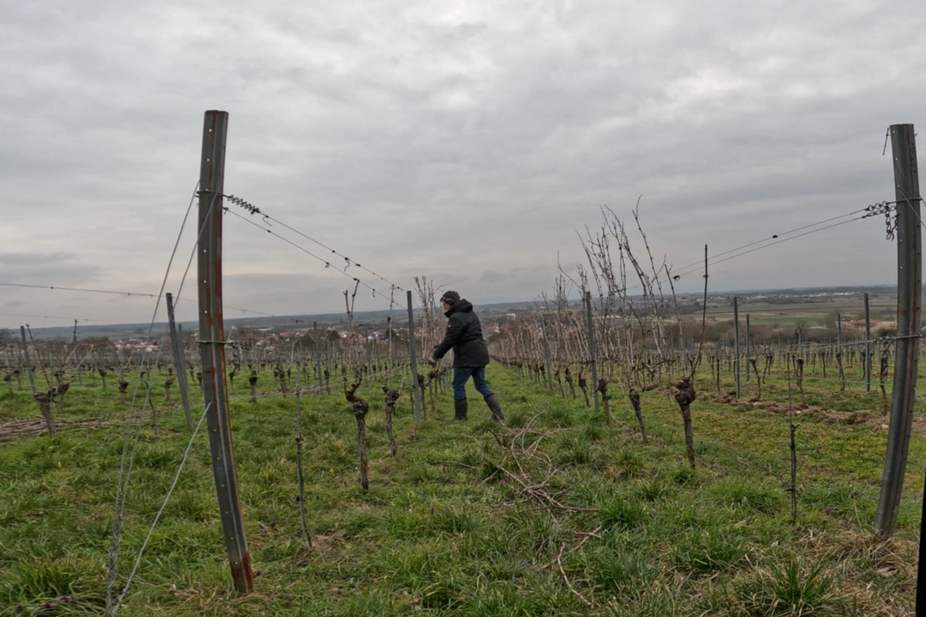 Foto 3 von Weingut Rösch-Spies