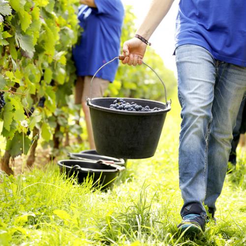 Foto 2 von Weingut Rösch