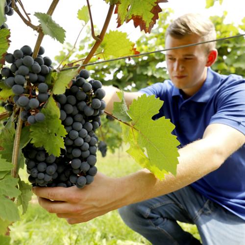 Foto 4 von Weingut Rösch
