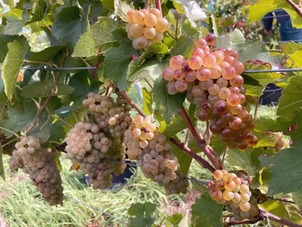 Foto 2 von Weingut Rollsdorfer Mühle