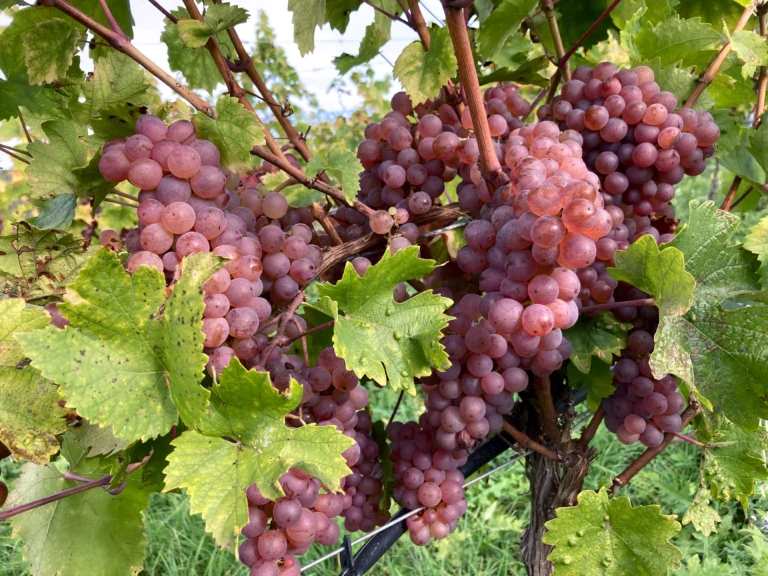 Foto 5 von Weingut Rollsdorfer Mühle