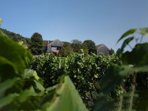 Foto 4 von Weingut Rudolf Fürst